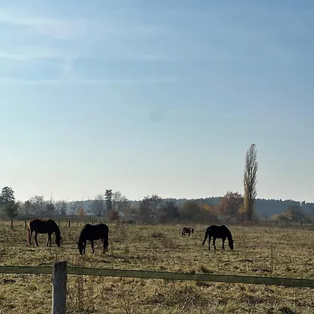 Апартаменты Am Rosencarree *