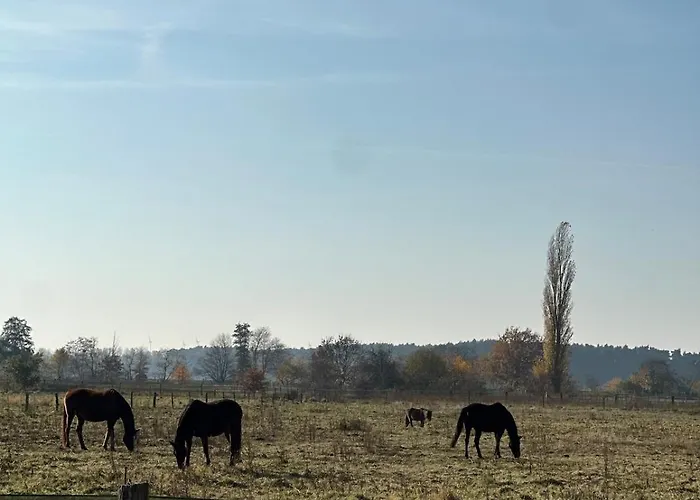 Lägenhet Am Rosencarree *